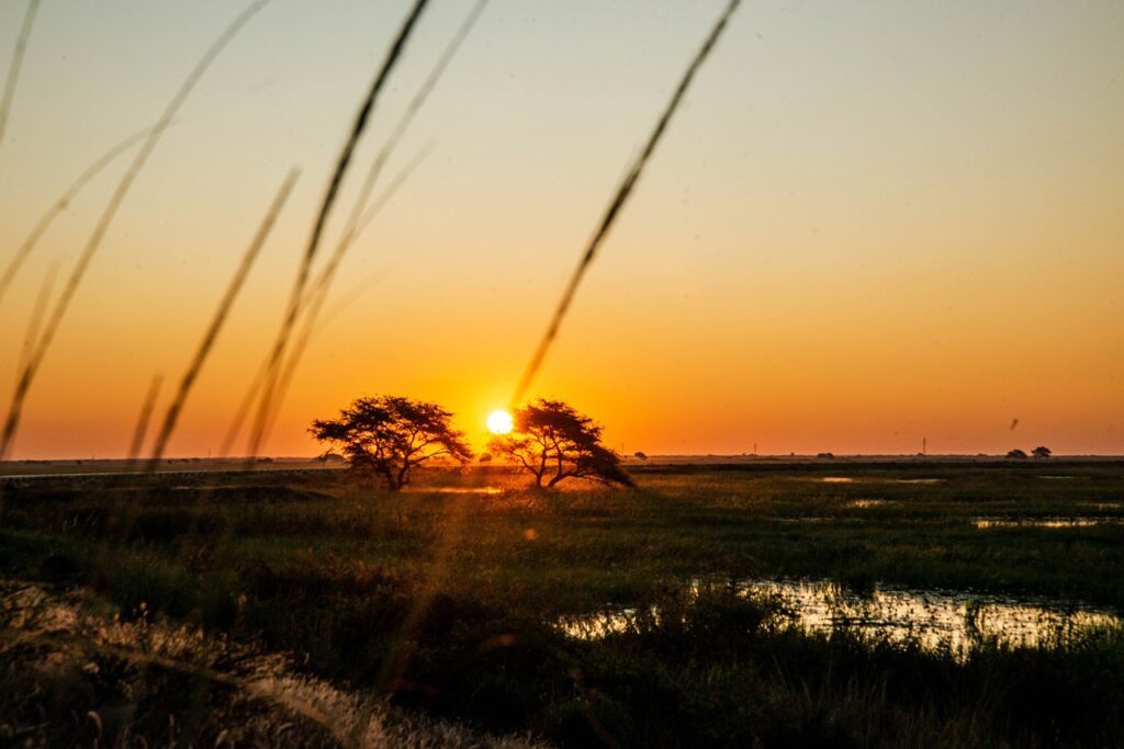 sunset, sky, grass