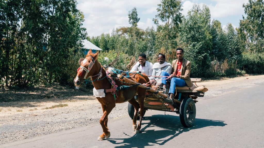 Three adults riding a horse-drawn cart on a sunny day, surrounded by lush greenery.